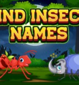 Find Insects Names